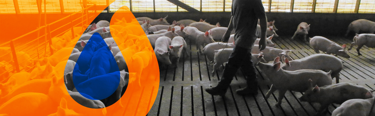 Producción cárnica en el ganado porcino